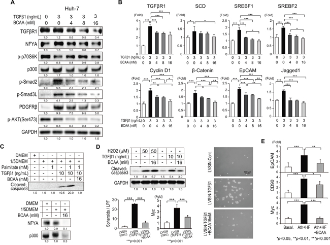 Effects of BCAA on TGF-&#x03B2;1-related signaling in hepatocytes.