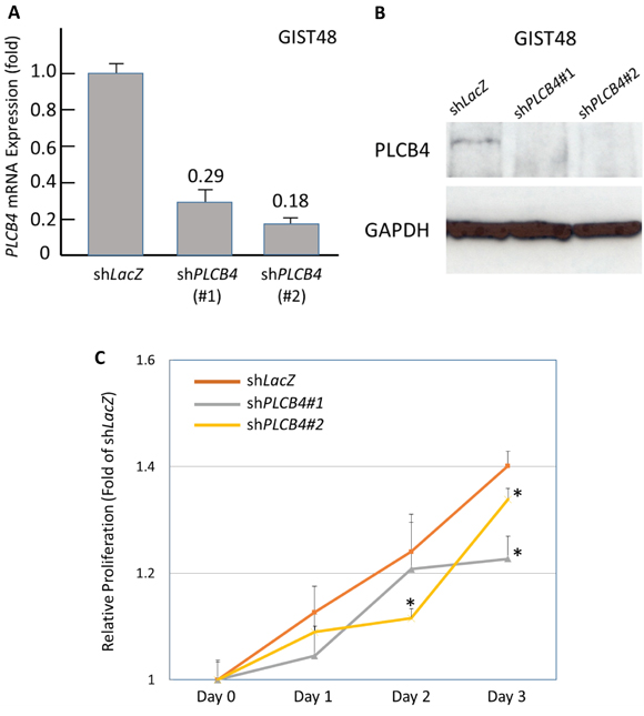 Stable RNA interference targeting PLCB4 decreased cell proliferation.