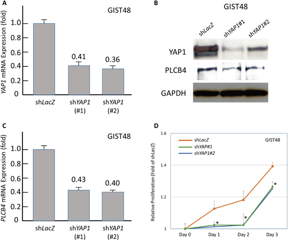 Stable RNA interference against YAP1 decreased PLCB4 expression and cell proliferation.