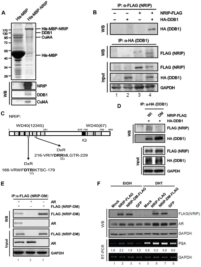 NRIP is involved in the CUL-DDB1 E3 ligase mechanism by interacting with DDB1 and associating with the DDB1-CUL4 complex through its DxR motif.