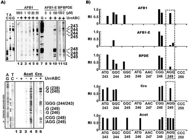 AFB1 as well as Acet and Cro induced bulky DNA damages in human hepatocytes are preferentially formed at 5&#x2019;&#x2013;GG- sequences, including the HCC p53 mutational hotspot codon 249.