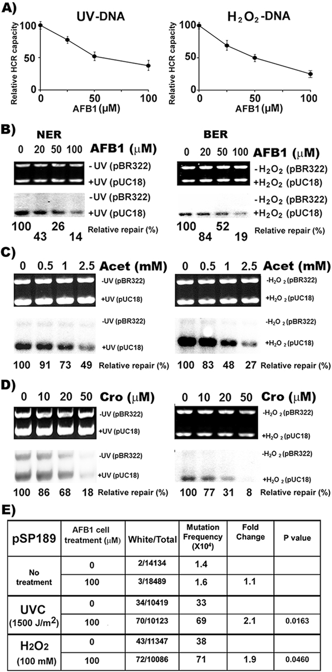 AFB1 treatment inhibits NER and BER capacity and sensitizes cell susceptibility to DNA damage-induced mutagenesis.