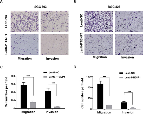 Overexpression of PTENP1 inhibited migratory and invasive ability of MGC803 and BGC823 cells.