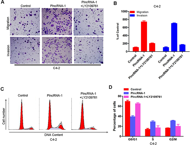 Effects of PlncRNA-1 overexpression and the addition of TGF-&#x03B2;1 inhibitor LY2109761 on invasion and the cell cycle in C4-2 cells.