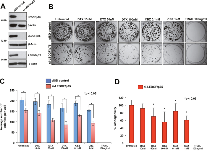 Transient knockdown of LEDGF/p75 sensitizes PC3-DR cells to clinically relevant taxanes DTX and CBZ.