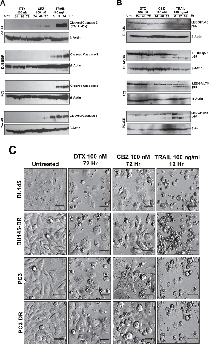 Caspase-3 processing and LEDGF/p75 cleavage in mCRPC cells treated with taxanes and TRAIL.