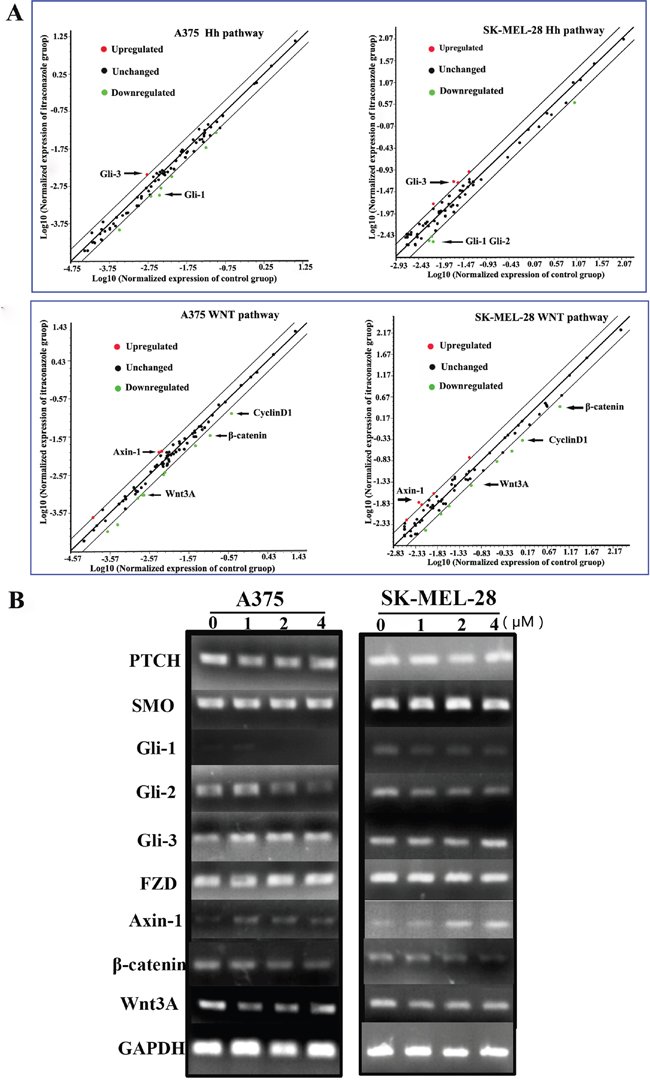 RT2 Profiler&trade; PCR Array screening and genes expression in melanoma cells.