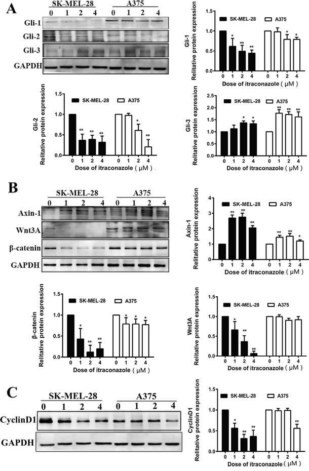 Effect of itraconazole on Wnt/&beta;-catenin, Hedgehog signaling pathway and expression of cyclin D1 in A375 and SK-MEL-28 cells.
