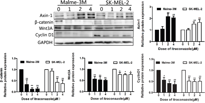 Effect of itraconazole on Wnt/&beta;-catenin and expression of cyclin D1 in SK-MEL-2 and Malme-3M cells.