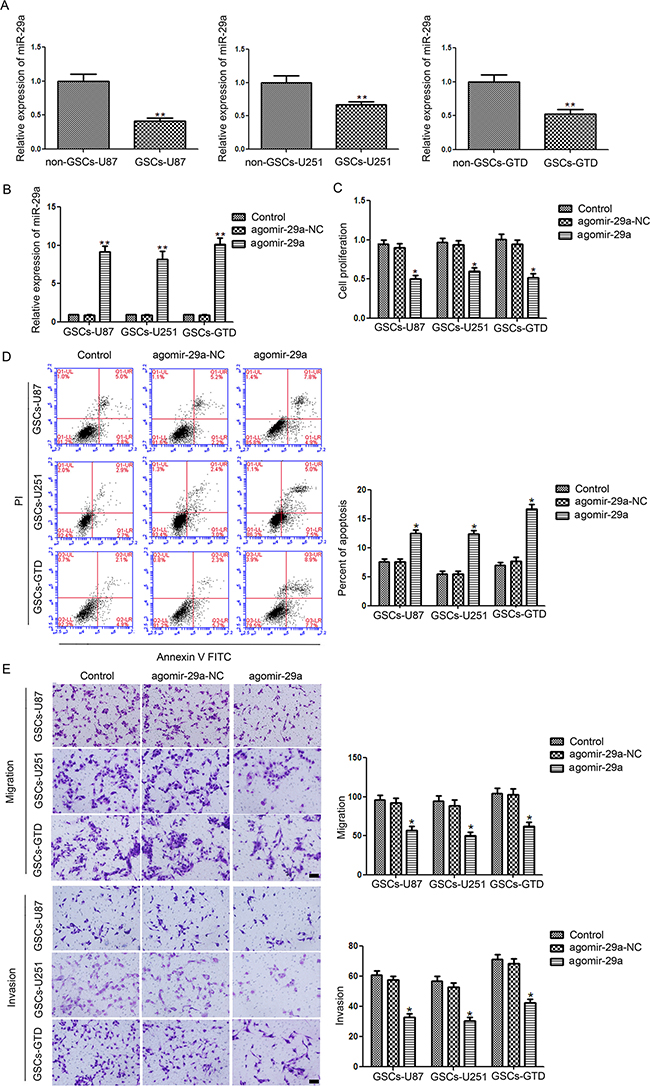 Expression and function of miR-29a in GSCs.