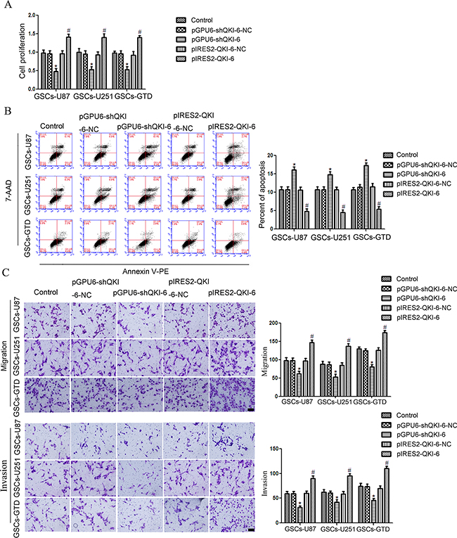 QKI-6 is oncogenic in GSCs.