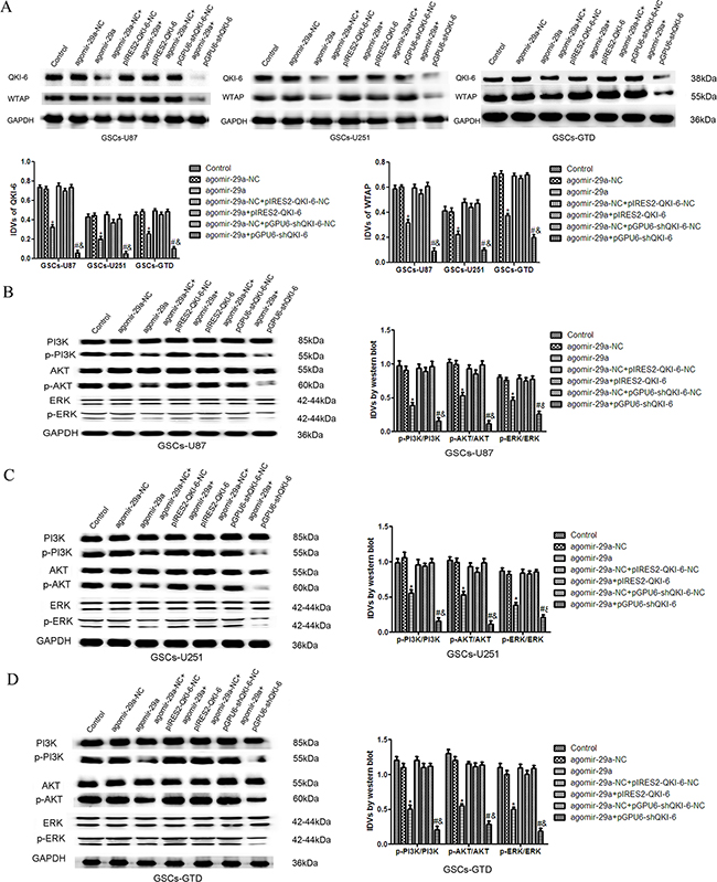 Overexpression of miR-29a inhibits the expression of WTAP and activation of the PI3K/AKT/ERK pathways by downregulating QKI-6.