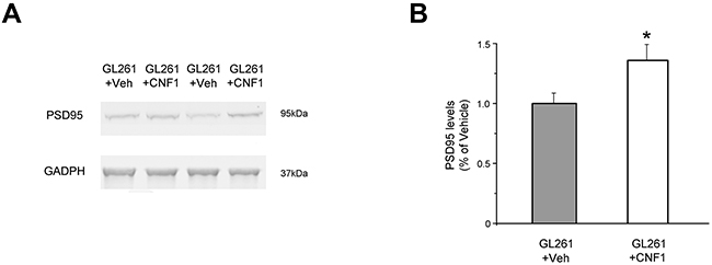 Preservation of functional capabilities in CNF1-treated mice is associated with an increase of PSD95 expression in the peritumoral tissue.