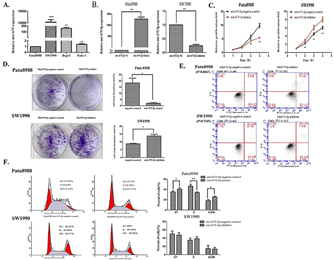 The role of mir-675-5p in cell proliferation and apoptosis of pancreatic cancer.