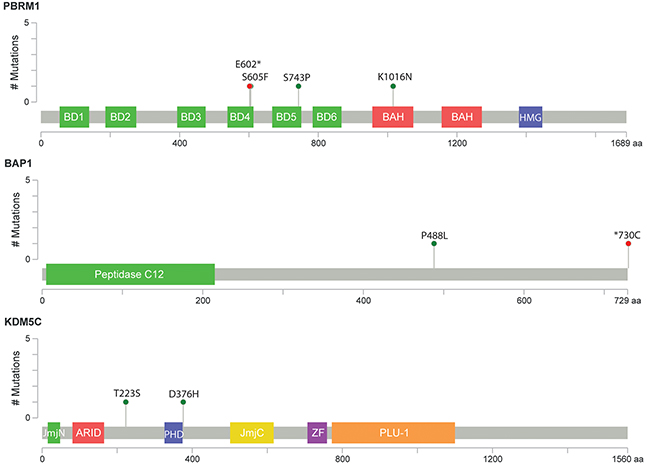 Schematic representation of relative positions of potential mutations within KDM5C, BAP1 and PBRM1 transcripts.