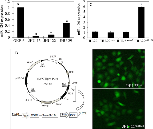Decreased expression of miR-124 and restoration of its expression in HNSCC cell lines.