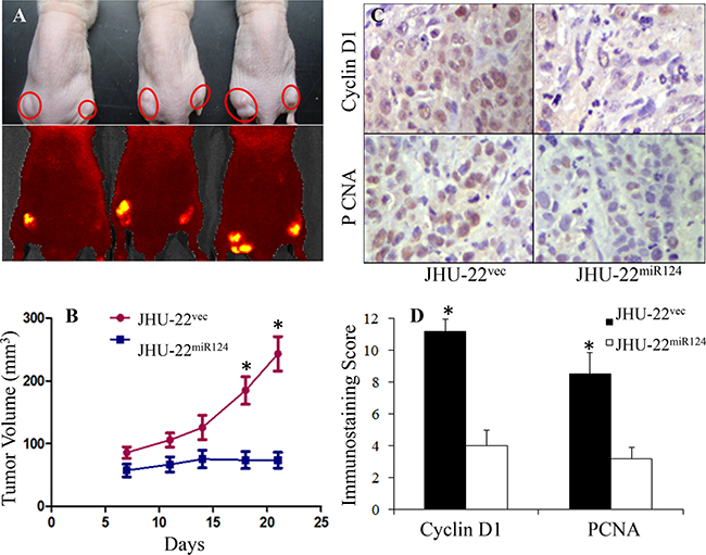 The effects of restored miR-124 expression on tumor xenograft growth, showing significant inhibition of tumor growth (P&#x003C;0.05
