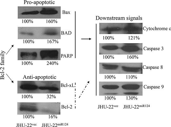 Western blot analysis of the expression of Bcl-2 family members and downstream signals, showing more than 60% higher expression for the pro-apoptotic members Bax, BAD and PARP; more than 60% lower expression for the anti-apoptotic members Bcl-2 and Bcl-xL; and 10% to 60% increased expression of the Bcl-2 family member downstream signals cytochrome c, caspase-3, caspase-8 and caspase-9 in JHU-22miR124 than in JHU-22vec cells.