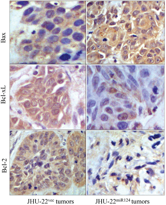 Immunohistochemical analysis of Bax, Bcl-xL and Bcl-2 expression in tumor xenografts, showing consistent expression patterns of these apoptosis-regulating proteins between cultured cells and tumor xenografts.