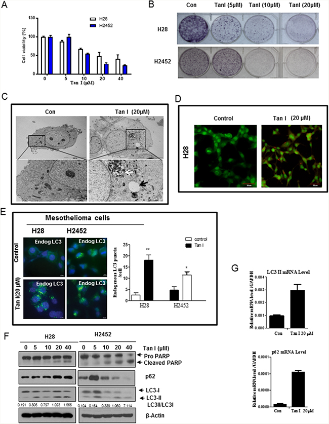 Tan I exerts cytotoxicity and induces autophagy in H28 and H2452 mesothelioma cells.