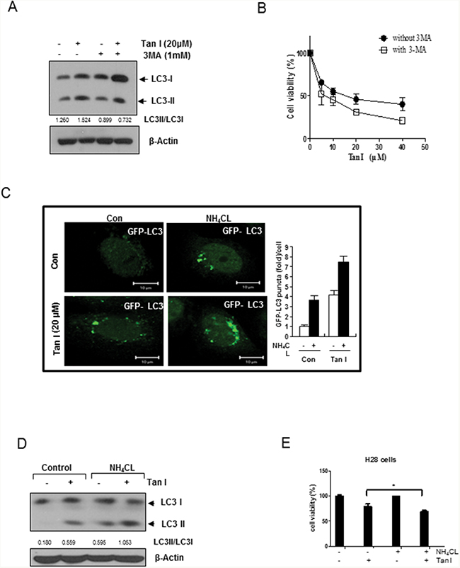 Tan I increases the autophagic flux in H28 cells.