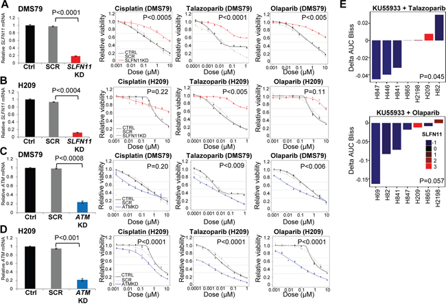 High SLFN11 and Low ATM Levels Maintain Sensitivity to PARP Inhibition and Chemotherapy.