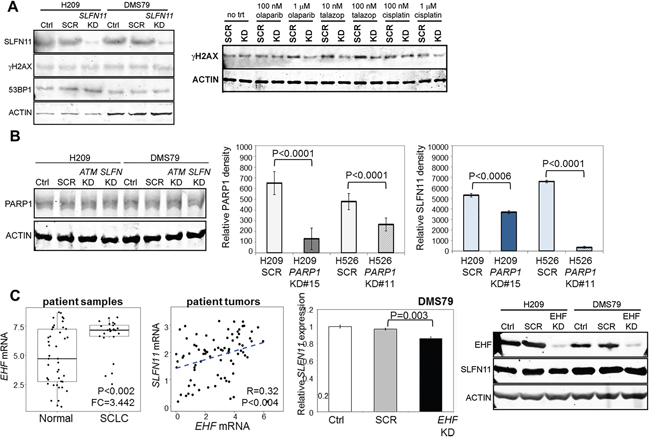 SLFN11 is Regulated by PARP1 and EHF.