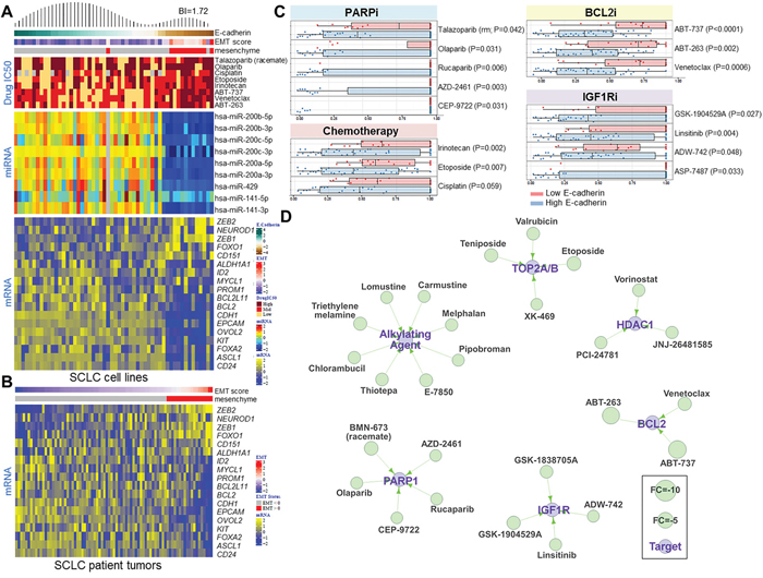 E-Cadherin Level Predicts Drug Sensitivity in SCLC.