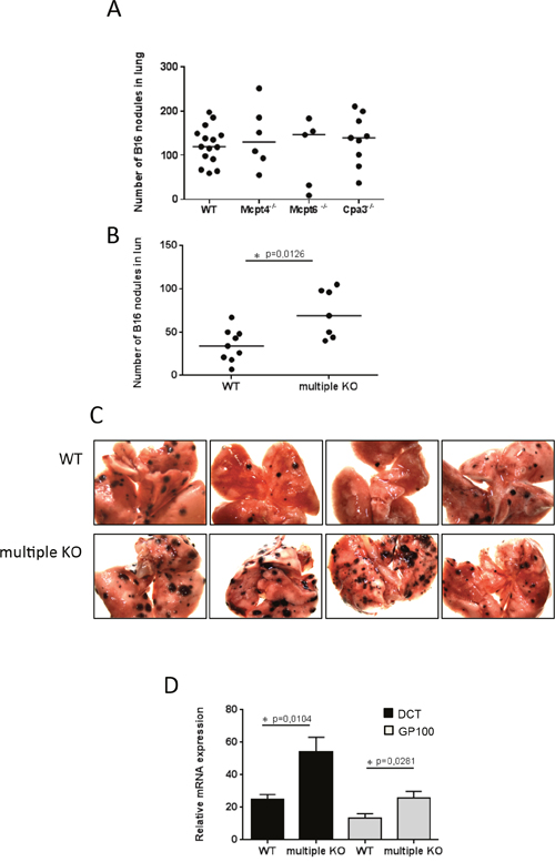 Multiple KO mice have higher tumor load in lungs compared to WT mice.