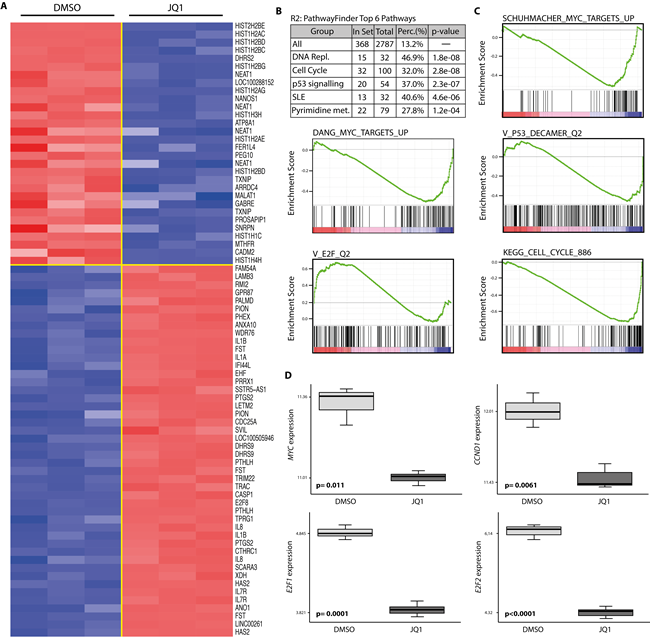 Treatment with JQ1 deregulates gene expression of MYC target genes as well as genes involved in cell cycle and p53 pathways.