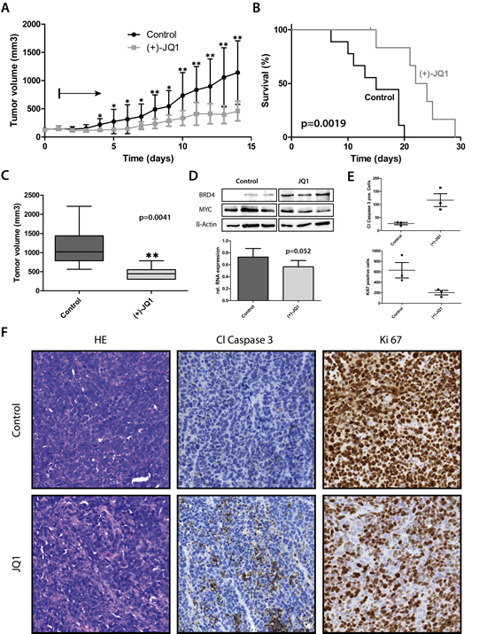 JQ1 treatment significantly prolonged survival and decreased tumor volume in mouse medulloblastoma xenografts.