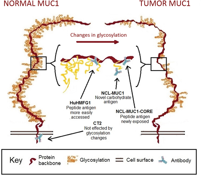 Representation of MUC1 receptor structure in normal and tumor epithelium with binding sites for selected antibodies.