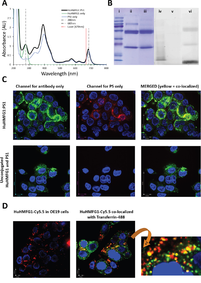 Photophysical characterization and internalization of photoactive MUC1 targeting antibody drug conjugates.