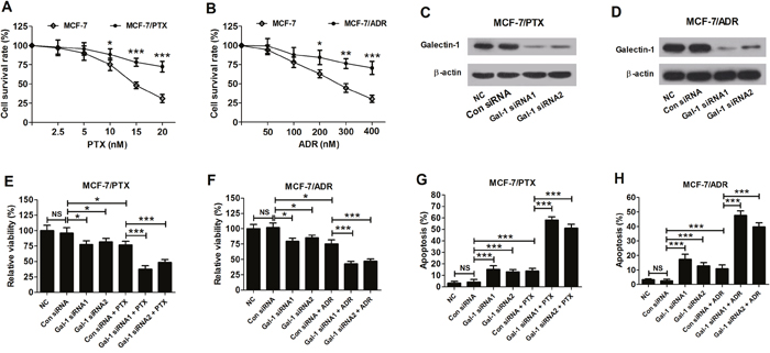 Effects of Gal-1 knockdown on sensitivity to PTX and ADR in MCF-7/PTX and MCF-7/ADR cells.
