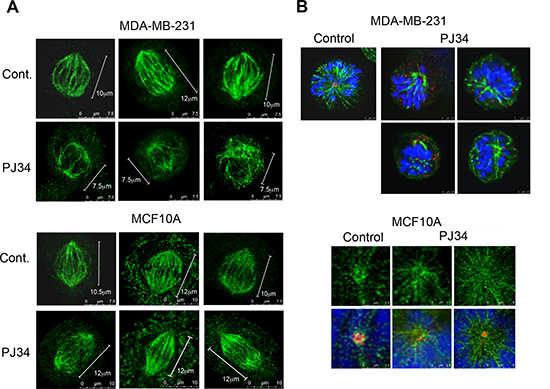 Aberrant spindles and impaired spindle poles in human cancer cells treated with the phenanthridine PJ34.