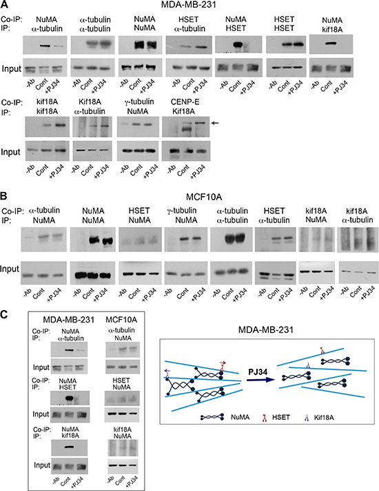 An impaired binding of NuMA to &#x03B1;-tubulin and to kinesins HSET/kifC1 and kif18A in human cancer cells treated with PJ34.