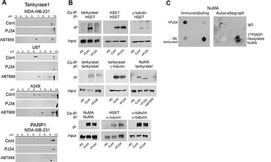 PJ34 inhibits NuMA and tankyrase1 polyADP-ribosylation in cancer cells.