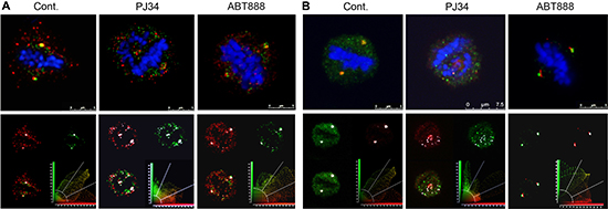 Co-localization of tankyrase1 with &#x03B3;-tubulin and pericentrin in spindles of multi-centrosomal MDA-MB-231 cancer cells.