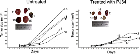 Human tumors growth arrested in nude athymic mice treated with PJ34.