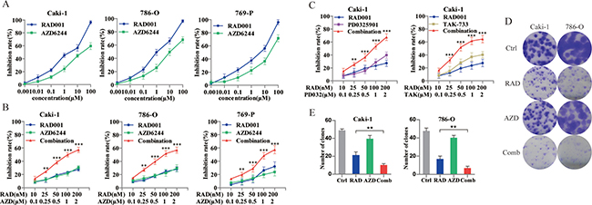Identification of AZD6244 as a potential enhancer for combination therapy with RAD001 in RCC cells.