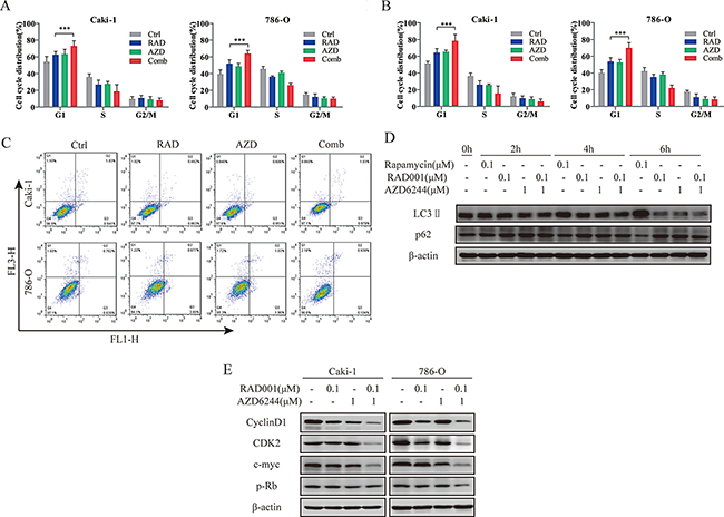 Induction of cell cycle arrest in RCC cells by combined treatment.