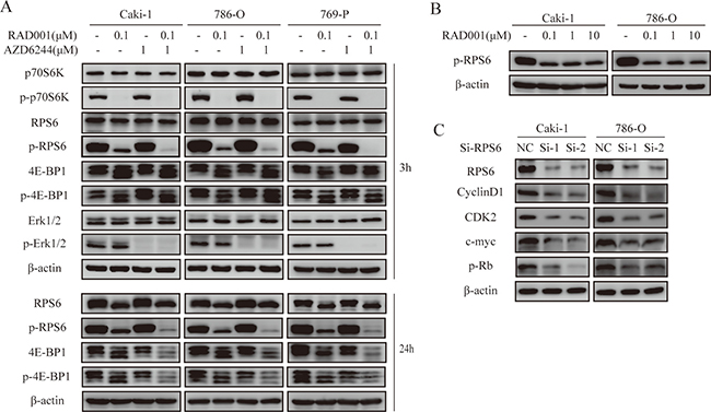 Effects of combination therapy on signaling pathways and RPS6 on cell cycle regulation.