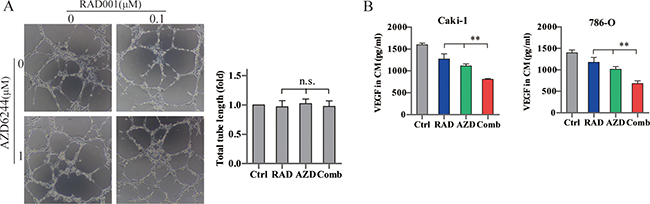 Effects of combined RAD001 and AZD6244 treatment on angiogenesis.