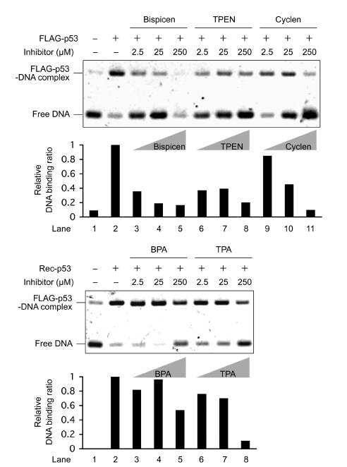 Electrophoretic mobility shift assay (EMSA) of the DNA-binding activity of recombinant FLAG-p53 with various concentrations of zinc (II) chelators.
