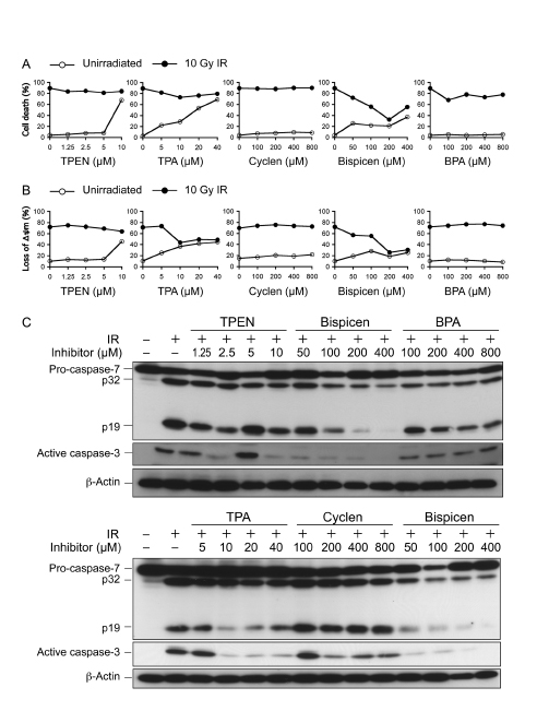 Effects of zinc (II) chelators on p53-dependent radiation-induced cell death, the loss of &#x2206;&#x3c8;m, and caspase activation.