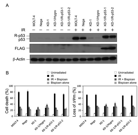 Requirement of p53 for the suppression of radiation-induced MOLT-4 apoptosis by Bispicen.