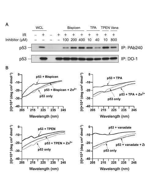 Bispicen induces the denaturation of p53 in a dose-dependent manner.