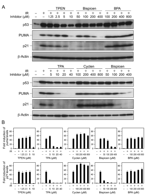 Effects of zinc (II) chelators on the transactivation of p53 target genes and the accumulation of p53 in irradiated MOLT-4 cells.