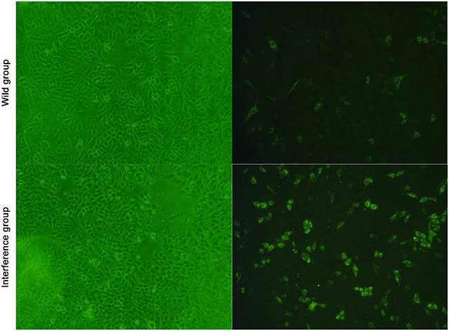 Viral multiplication detected by the immunofluorescence 100&#x00D7;.