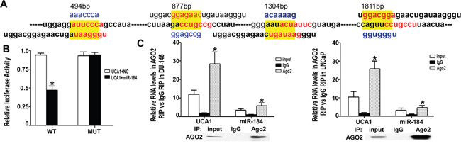 UCA1 regulated miR-184 as a ceRNA.